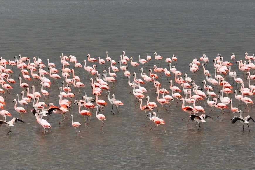 Los flamencos se posaron hace varias semanas en la laguna Setúbal, aprovechando el bajo caudal de agua. Foto: Fernando Nicola