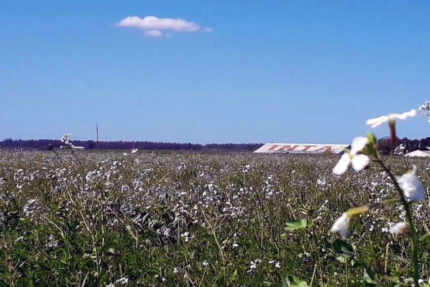 Pastoreo regenerativo circular, un circuito natural y rendidor como alternativa a la alfalfa