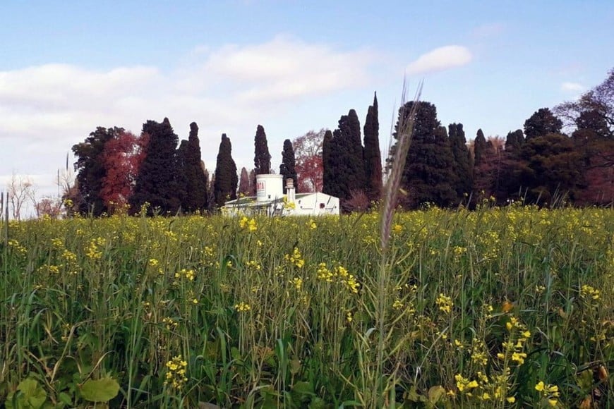 Pastoreo regenerativo circular, un circuito natural y rendidor como alternativa a la alfalfa