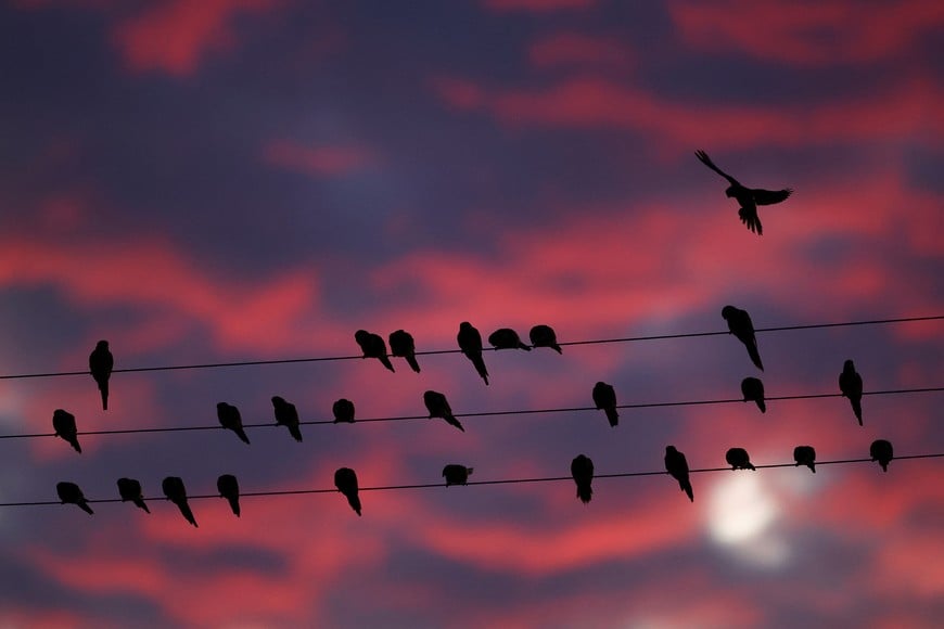 Parrots stand on power lines in the town of Hilario Ascasubi, which they invaded driven by deforestation in the surrounding hills, according to biologists, in Argentina, September 24, 2024. REUTERS/Agustin Marcarian