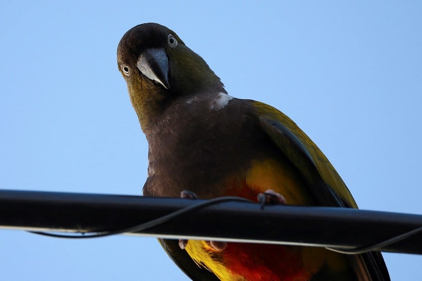 A parrot stands on a cable in the town of Hilario Ascasubi, which parrots invaded driven by deforestation in the surrounding hills, according to biologists, in Argentina, September 23, 2024. REUTERS/Agustin Marcarian