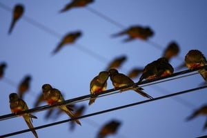 Parrots stand on power lines in the town of Hilario Ascasubi, which they invaded driven by deforestation in the surrounding hills, according to biologists, in Argentina, September 24, 2024. REUTERS/Agustin Marcarian