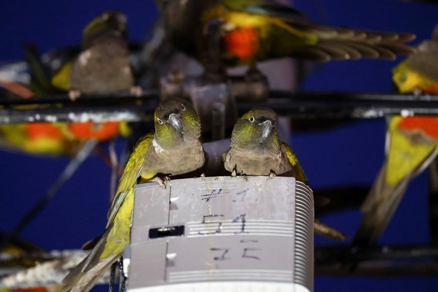 Parrots stand on an switch box and cables in the town of Hilario Ascasubi, which they invaded driven by deforestation in the surrounding hills, according to biologists, in Argentina, September 23, 2024. REUTERS/Agustin Marcarian     TPX IMAGES OF THE DAY