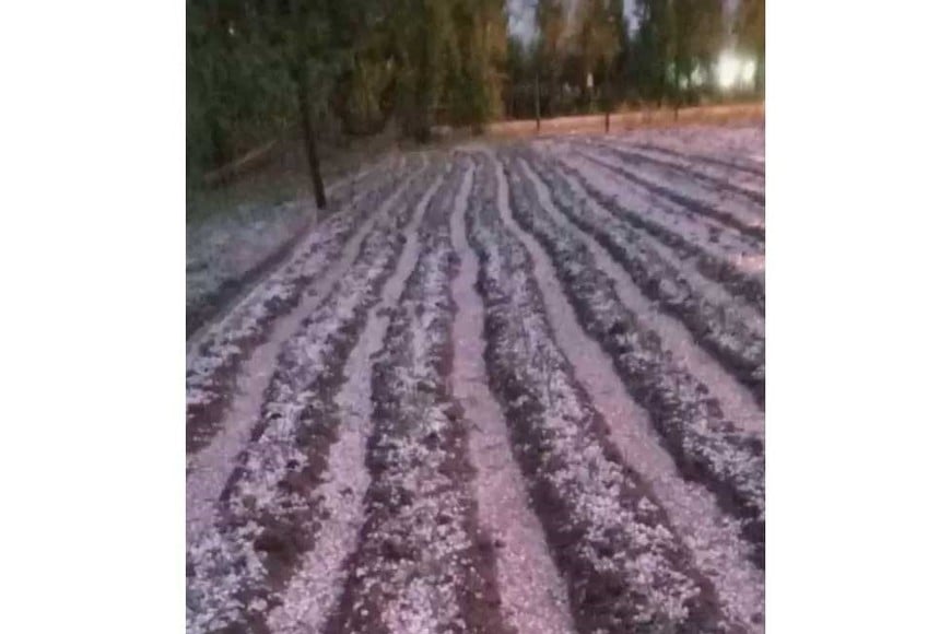 Cultivos afectados por el granizo.