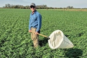 Investigadores argentinos intentan determinar el grado de peligrosidad de la "chicharrita africana". 