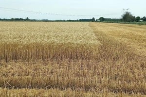 Los primeros lotes de trigo se recolectaron en el departamento General Obligado.