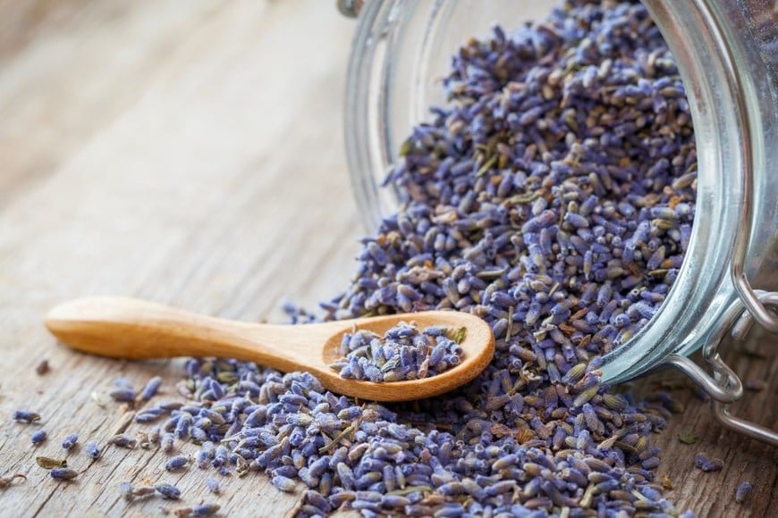 La lavanda posee aroma relajante y propiedades tranquilizantes.