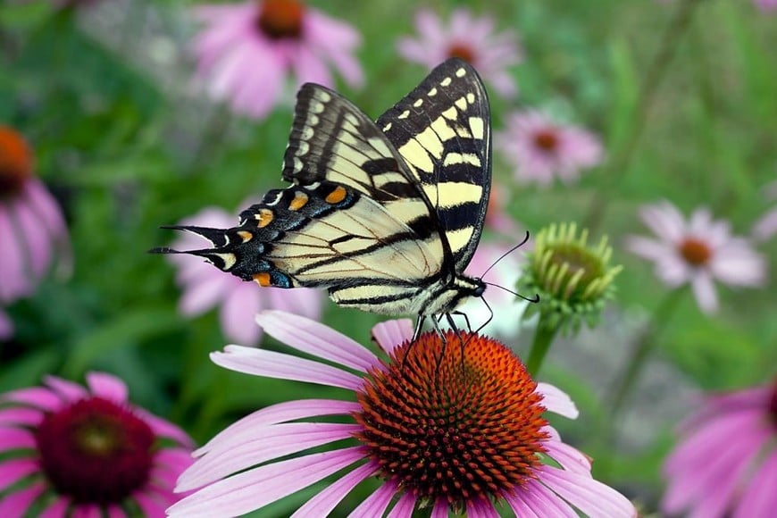 Echinacea: belleza y sustento para mariposas en cada pétalo.