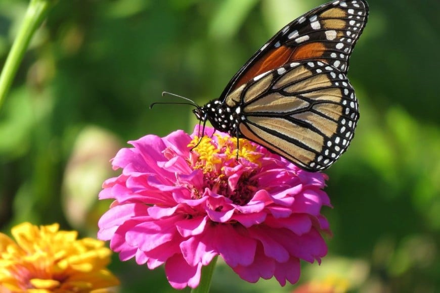 Zinnia: una explosión de color que deleita a mariposas durante toda la temporada.