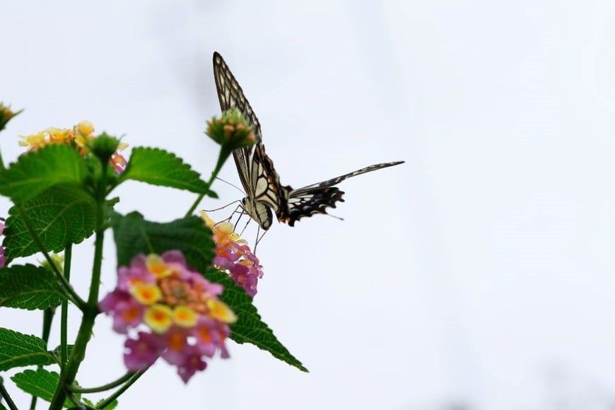 Lantana: un imán natural para mariposas, ideal para climas cálidos.