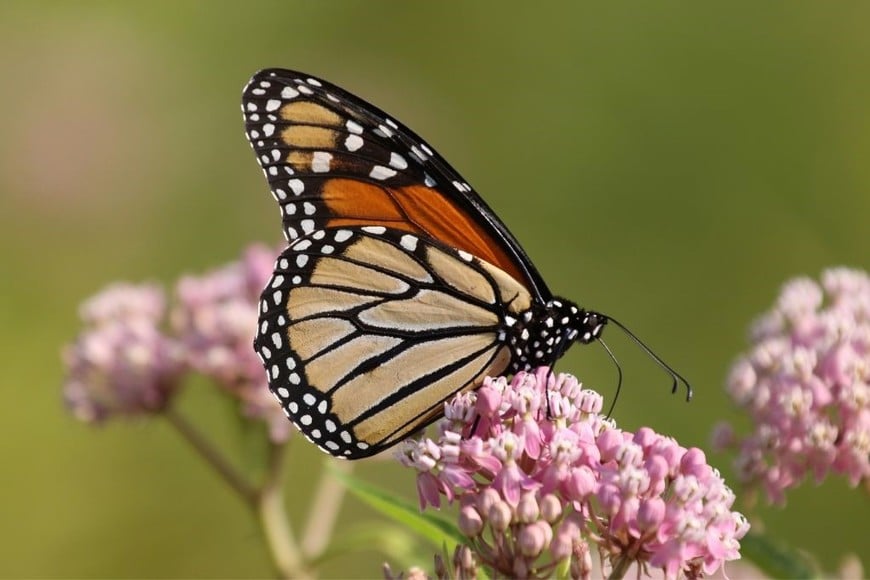 Milkweed: hogar y fuente de néctar para la majestuosa mariposa monarca.