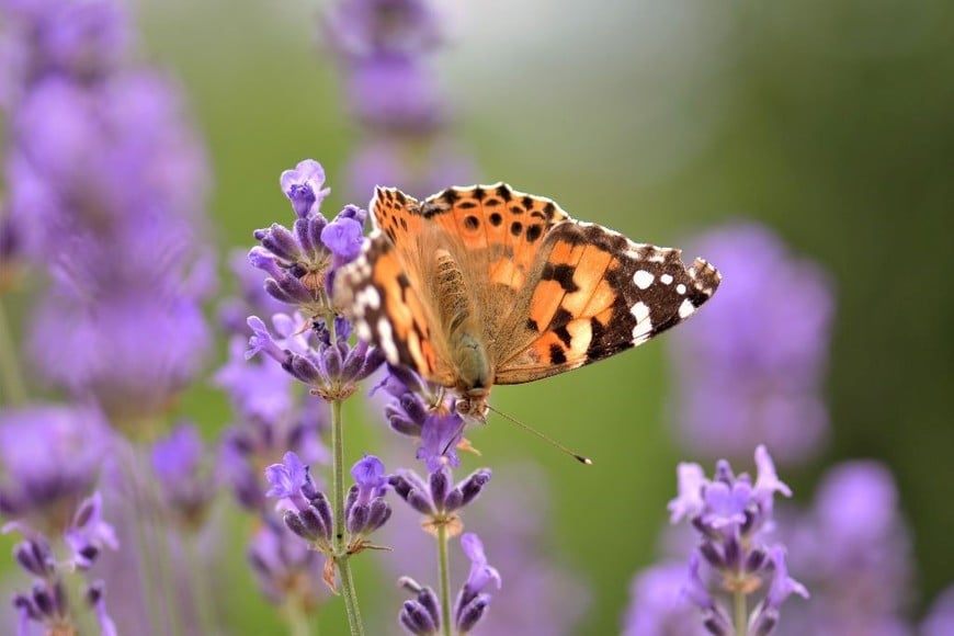 Lavanda: el toque aromático que encanta a mariposas y polinizadores.