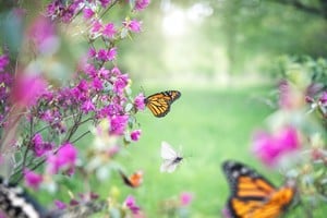 Las plantas con flores que atraen a las mariposas crean ecosistemas saludables.