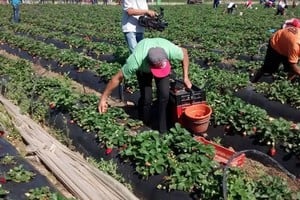 Así se desarrolló el primer concurso de juntadores, en 2015.