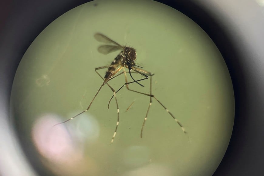 An Aedes aegypti mosquito is seen under a stereoscope at the Health and Development Research Center of the University of El Salvador as researchers work in the laboratory to detect the dengue virus, in San Salvador, El Salvador, July 9, 2024. REUTERS/Jose Cabezas