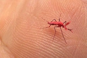 mosquito rojo