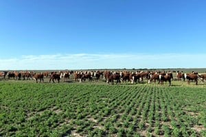 Las lluvias llegaron tarde para los sistemas ganaderos, ya que la sequía de tres años consecutivos dificultó la salida del invierno debido a la falta de forraje.