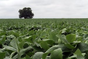 Un primer cálculo del Sistema de Estimaciones Agrícolas (SEA) indica que habría una fuerte apuesta a la soja gracias a las lluvias de esta semana