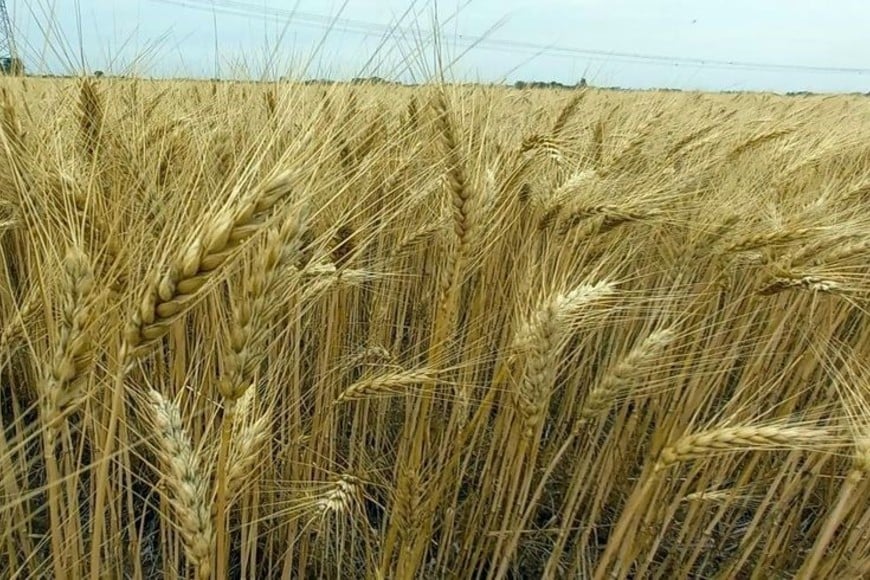 Lote con trigo; buen estado, en etapa de madurez, en el centro norte del departamento General Obligado.