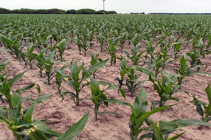 Lote con maíz temprano; en etapa de crecimiento vegetativo,
en el centro norte del departamento General Obligado.