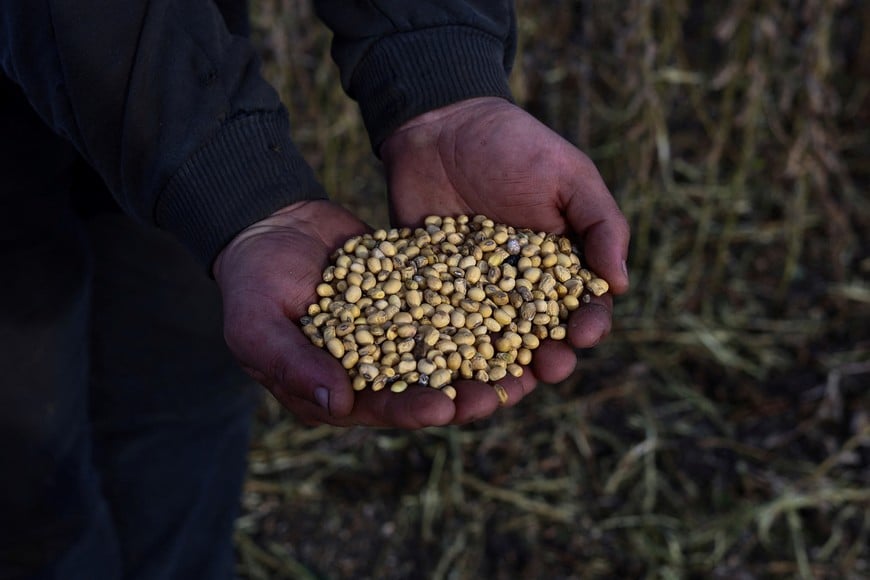 SOJA Soybeans are harvested from a field in Pergamino, on the outskirts of Buenos Aires, Argentina, May 15, 2024. REUTERS/Matias Baglietto