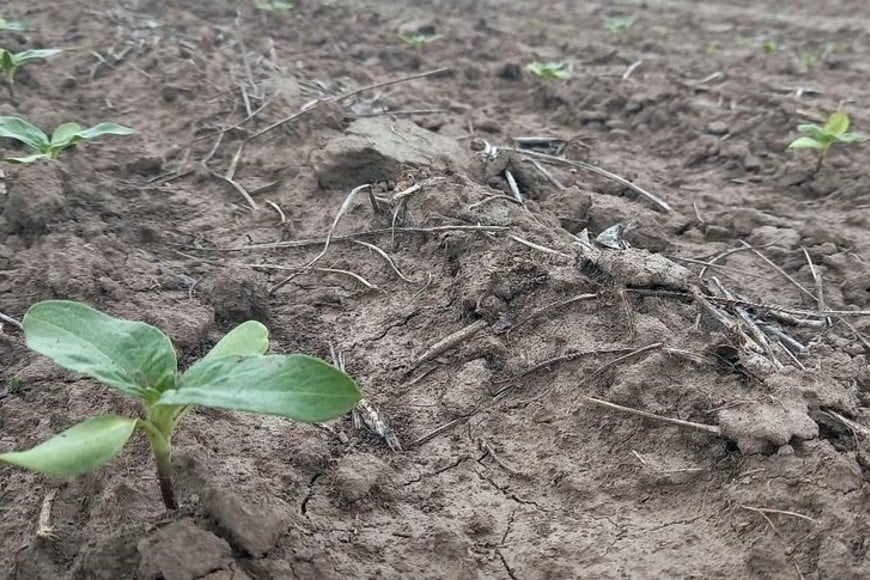 Lote con girasol; en etapa de crecimiento y desarrollo vegetativo, en el centro oeste del departamento Las Colonias.