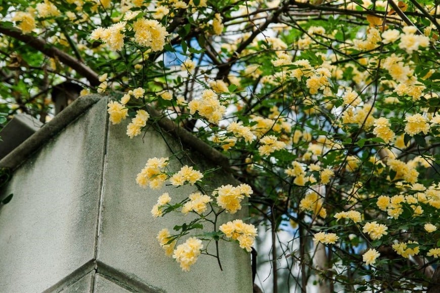 Las flores de rosa banksiae se presentan en tonos amarillos y blancos.