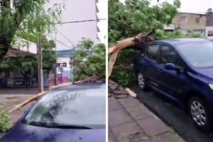 Así quedó el auto debajo del árbol.