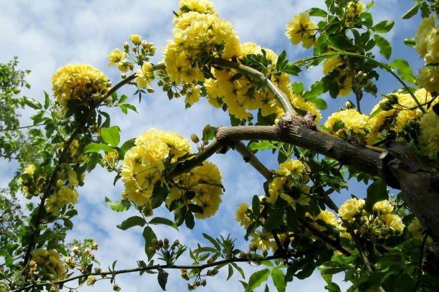 La rosa banksiae es considerada un símbolo de la realeza en China.