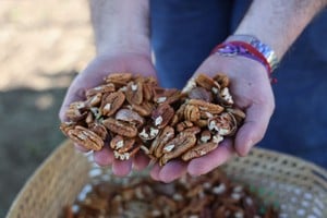 La nuez pecán, originaria de EE.UU., convocó también a proveedores de insumos como maquinarias para su procesamiento. Foto: Campolitoral