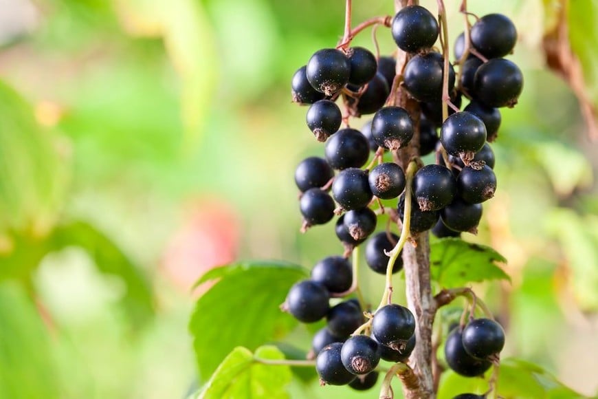 Las grosellas negras son pequeñas pero poderosas en nutrientes.