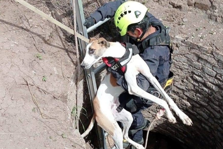 El momento en que un bombero saca al galgo del pozo-aljibe al que se había precipitado. Crédito: Bomberos Voluntarios Barrancas