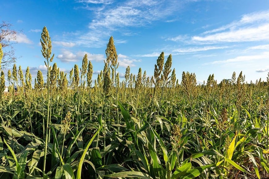 La planta del sorgo de escoba se diferencia de otros sorgos por poseer una panoja de fibras largas y flexibles