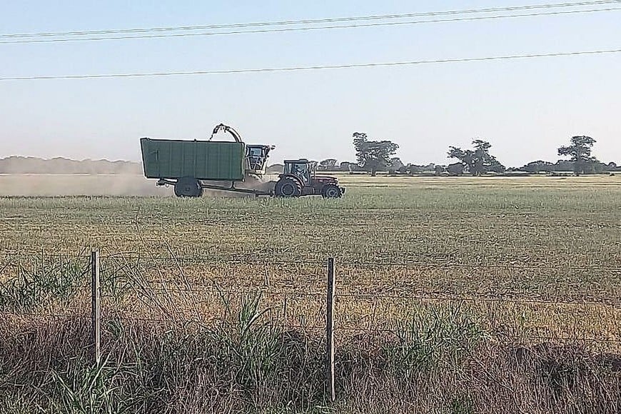 Lote con trigo; en regular a mal estado, en proceso de picado, en el centro oeste del departamento Las Colonias.