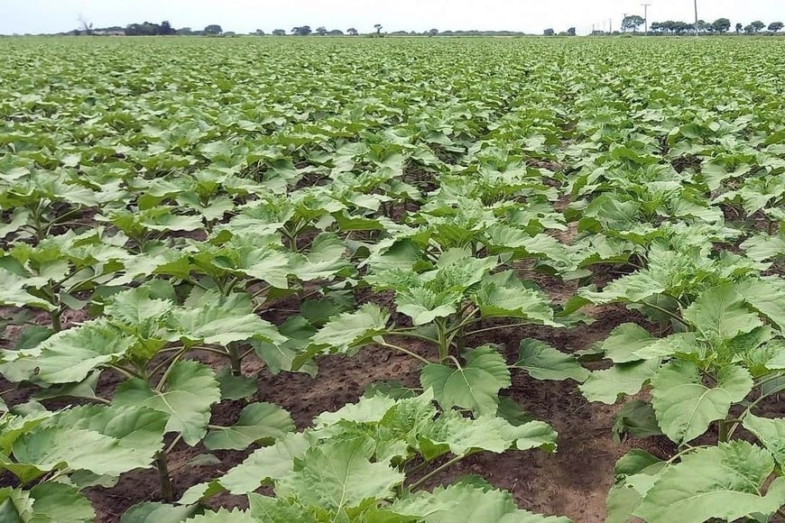 Lote con girasol; muy buen estado, en etapa de desarrollo vegetativo, en el centro norte del departamento General Obligado.