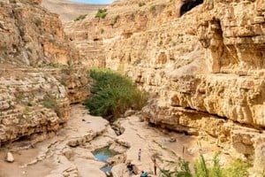 En las vastas tierras del desierto de Judea, secretos milenarios emergen de sus cuevas, como el hallazgo de una semilla milenaria que ha dado vida a un árbol bíblico.