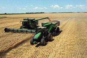 Lote con trigo; en pleno proceso de cosecha, en el centro del departamento General Obligado.