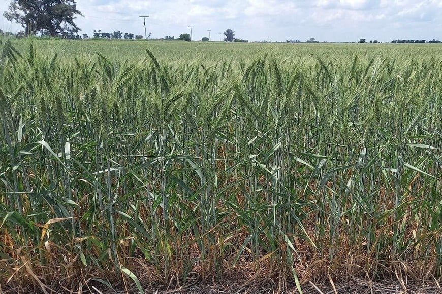 Lote con trigo; bueno a muy buen estado, en etapa de grano pastoso, en el suroeste del departamento Castellanos.