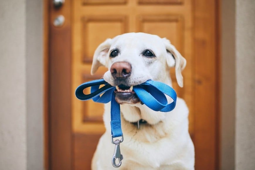 Pasear a tu perro es una oportunidad para fortalecer el vínculo entre ambos.