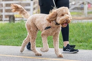 Los paseos sociales son importantes para el desarrollo del comportamiento canino.