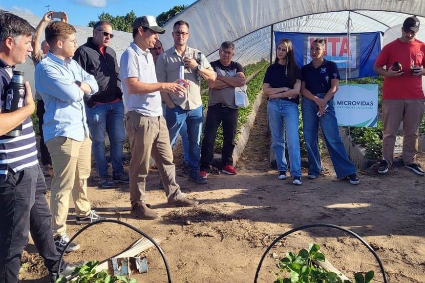 Jornada Técnica de frutillas sustentables en Coronda