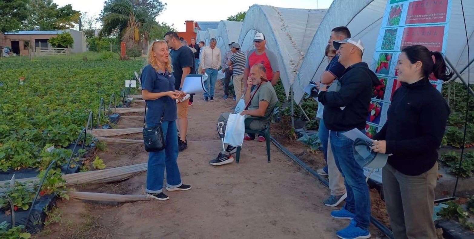 La ingeniera agrónoma María del Huerto Sordo, comentó a Campolitoral que desde hace algunos años el distrito pasó de ser uno de los principales productores del país a ocupar hoy el tercer lugar.