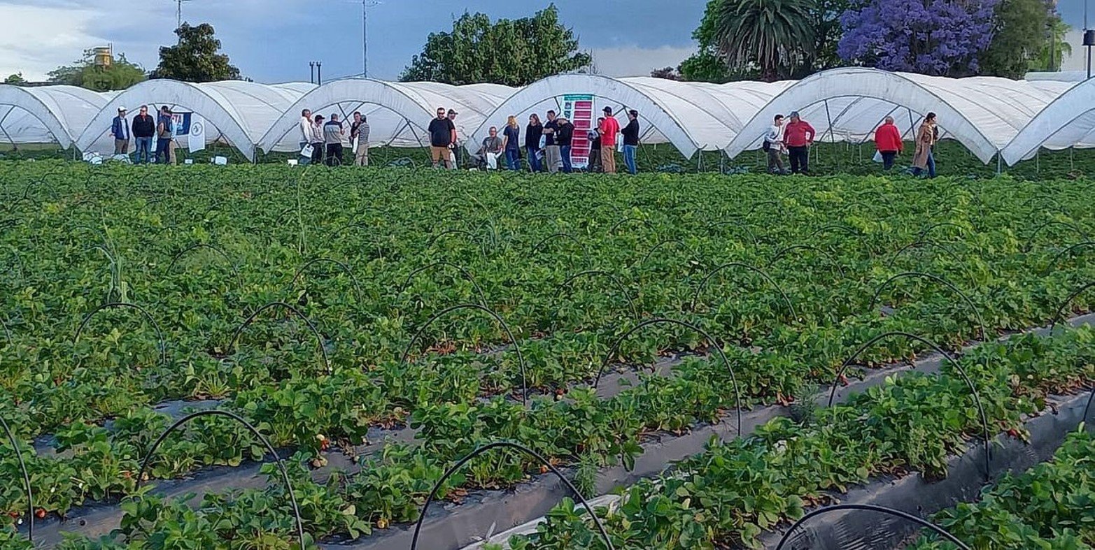 En el marco de la 65° Fiesta Nacional de la Frutilla, la delegación local de INTA organizó una jornada técnica para mostrar las variedades que mejor se adaptan a este nuevo manejo, pensado para anticiparse a futuras regulaciones restrictivas.