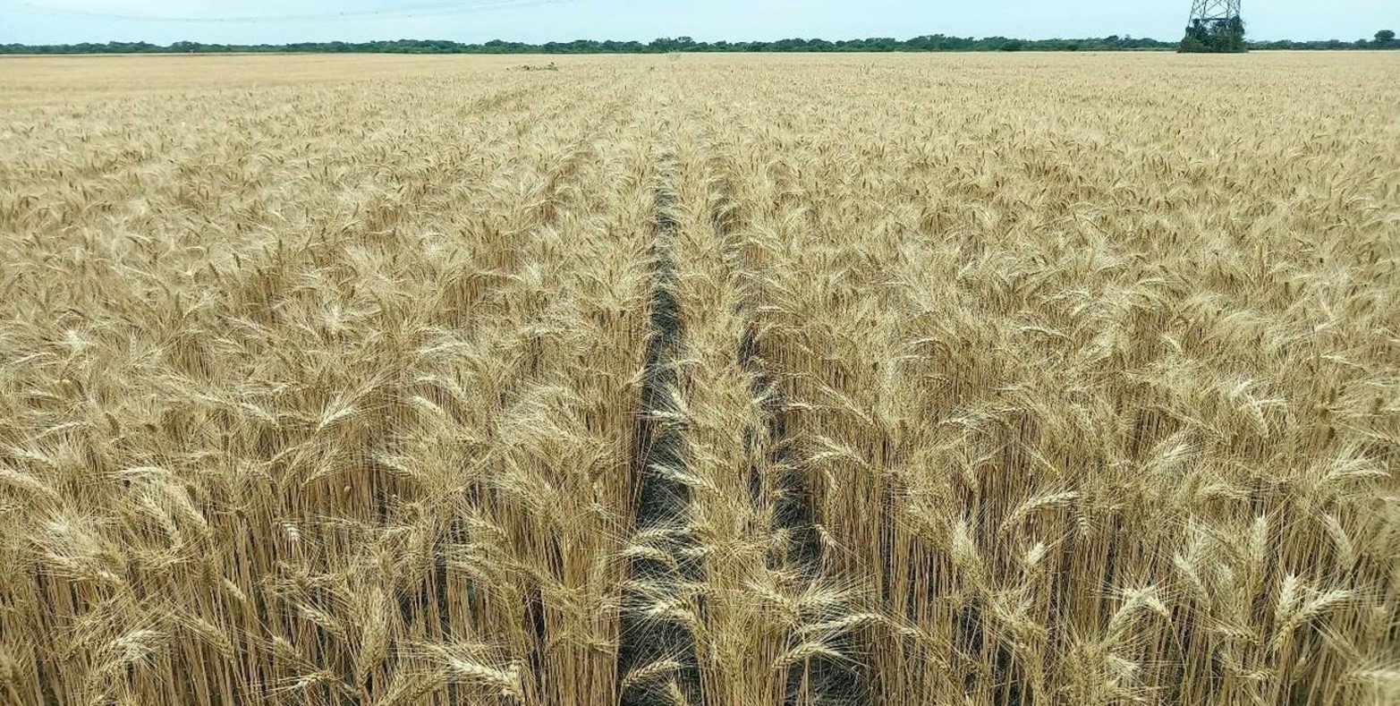 Lote con trigo; en buen estado, en etapa de maduración, en el centro este del departamento Las Colonias.