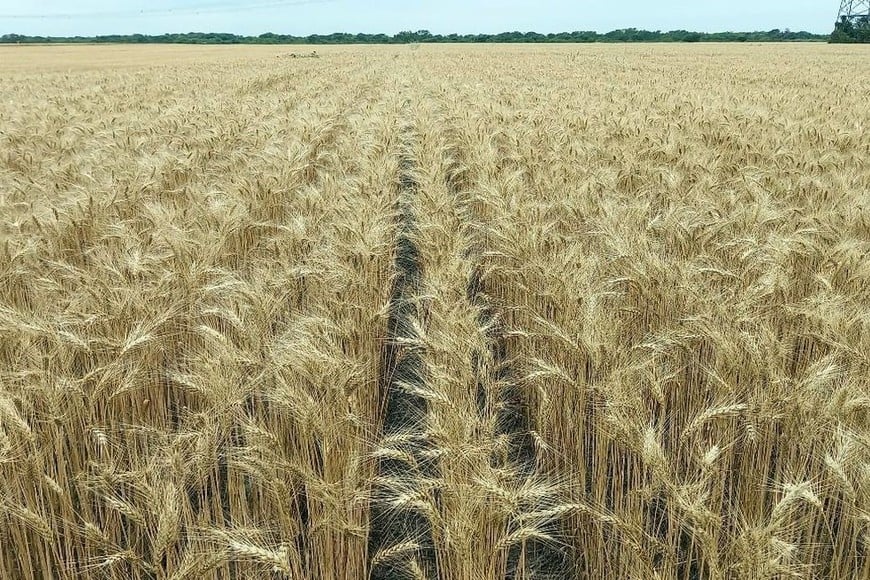 Lote con trigo; en buen estado, en etapa de maduración, en el centro este del departamento Las Colonias.