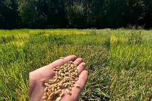 La actividad arrocera en los departamentos San Javier y Garay está proyectada a aumentar entre un 5% y un 10% en la campaña 2024/2025. Foto: gentileza Pablo Bode.