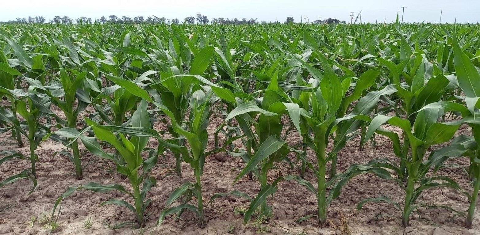 Lote con maíz temprano; en etapa de crecimiento vegetativo, en el centro del departamento Castellanos.