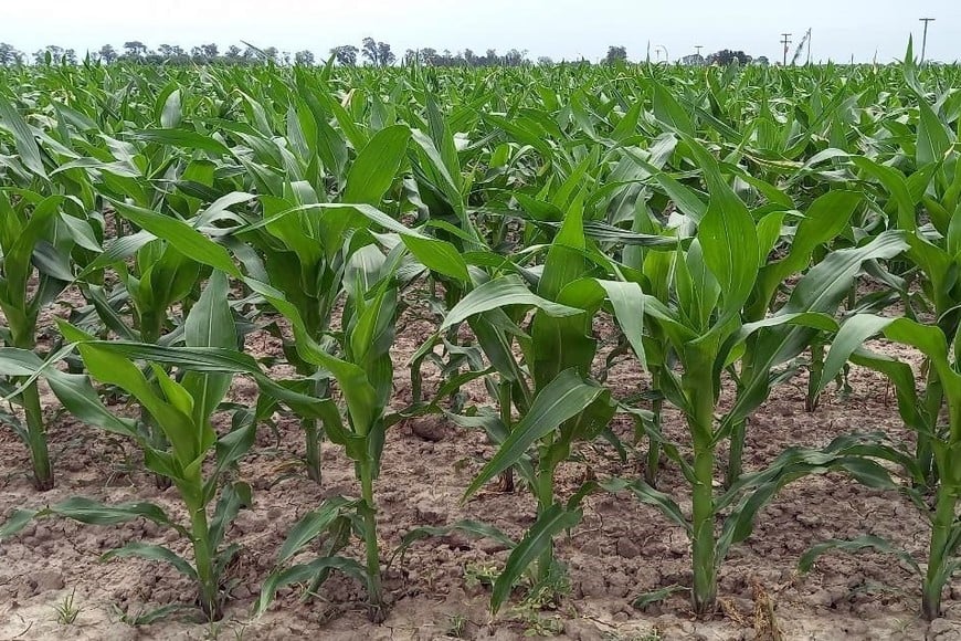 Lote con maíz temprano; en etapa de crecimiento vegetativo, en el centro del departamento Castellanos.