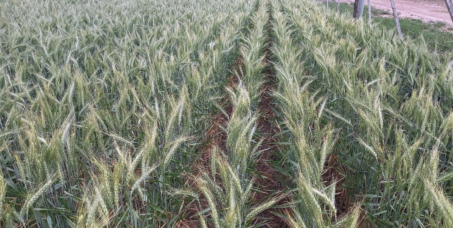 Lote con trigo; buen a muy buen estado, en etapa de grano pastoso duro, en el suroeste del departamento Castellanos.