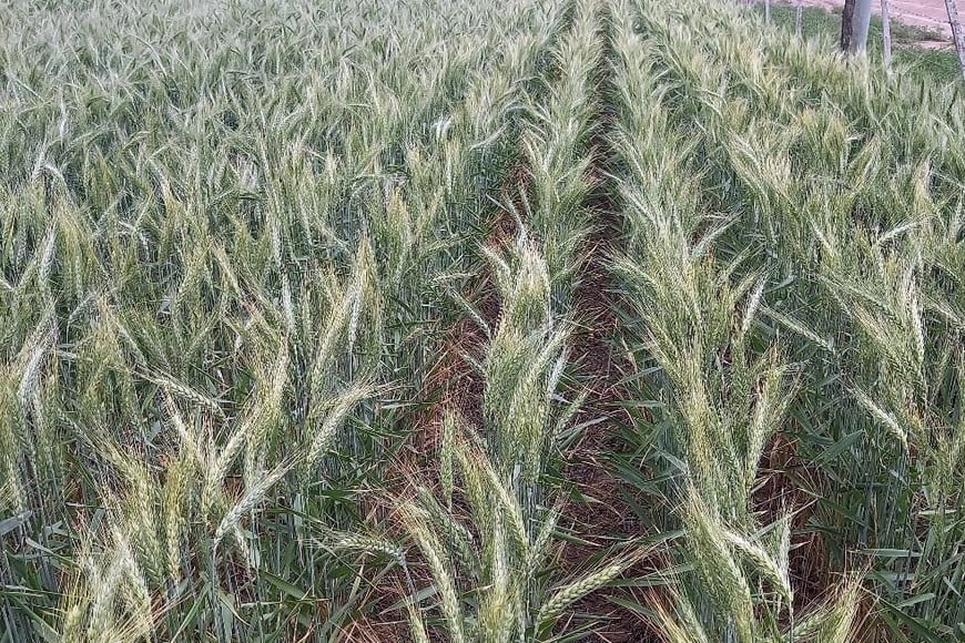 Lote con trigo; buen a muy buen estado, en etapa de grano pastoso duro, en el suroeste del departamento Castellanos.